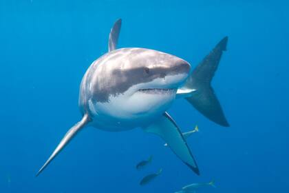 Nukumi es el segundo tiburón blanco que emprende el viaje entre América y Europa y puede ser registrado por la organización Ocearch