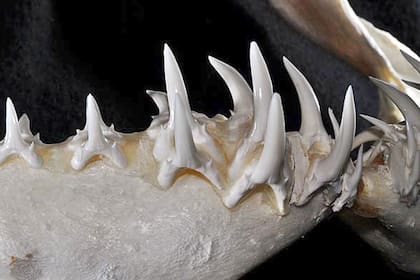 El tiburón Carcharias taurus o Escalandrún tiene tres filas de dientes y una fuerza de mordida (KgF) de más de 600 kilos