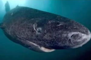 Un misterioso tiburón de 500 años de edad fue encontrado en las costas de Inglaterra