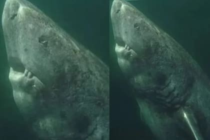 El tiburón de Groenlandia puede pasar los 500 años de vida