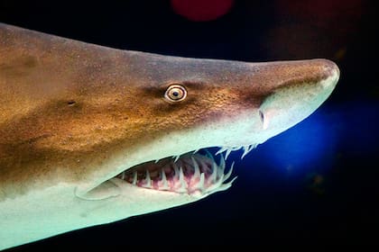 El tiburón escalandrún (Carcharias taurus) es una especie presente en el Océano Atlántico, desde Espíritu Santo (Brasil) hasta la provincia de Chubut (Argentina)
