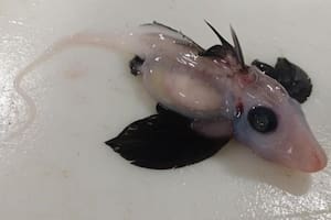 El tiburón fantasma bebé, un extraño hallazgo para la ciencia (Crédito: Brit Finucci)