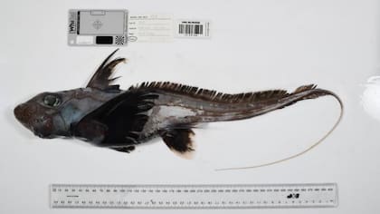El "tiburón fantasma" fue descubierto en el Mar del Coral, frente a la costa de Australia