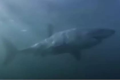 El tiburón fue parte de un estudio que llevan biólogos marinos desde 2013, en el que lo etiquetaron y lo bautizaron como Helen