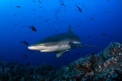 El tiburón galápagos puede alcanzar hasta tres metros de longitud.