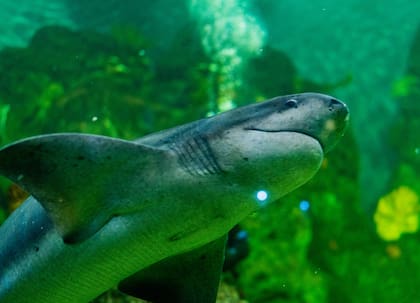 El tiburón gatopardo es una especie emblemática del Mar Argentino que se encuentra en peligro de extinción
