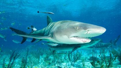 El tiburón limón adulto puede llegar a medir más de tres metros de largo.