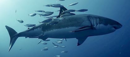 El tiburón llamado Contender pesa 700 kilos y es monitoreado por un grupo de especialistas