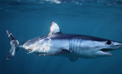 El tiburón mako realizan largas migraciones al año