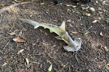 El tiburón martillo que "llovió del cielo" en Carolina del Sur