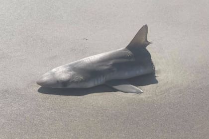 El tiburón partido a la mitad que se encontró en una playa canadiense