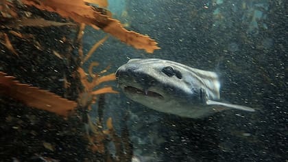 El tiburón pijama, que no ve pero tiene un fino sentido del olfato, es el principal depredador de los pulpos comunes en esta zona de Sudáfrica