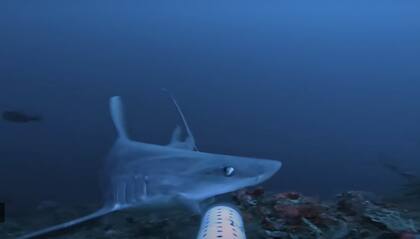 El tiburón que captó la cámara y que intentó atacar la estructura donde estaba el dispositivo