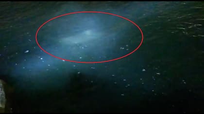 El tiburón que filmaron en la Escollera Sur de Mar del Plata (Foto: Captura de video)