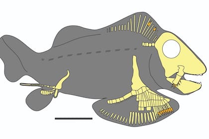 El tiburón sorprende por sus pequeñas dimensiones, similares a las de un pez