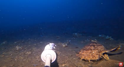 El tiburón wobbegong es plano y está bien camuflado, permanece inmóvil en el fondo marino y espera a que alguna presa desprevenida se acerque para atacarla