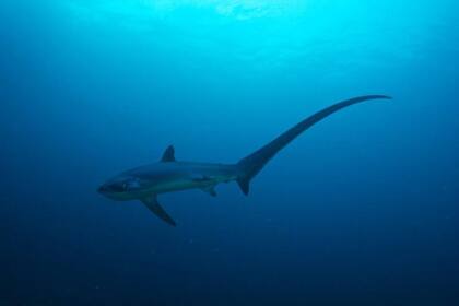 El tiburón zorro pelágico está catalogada como una especie "En Peligro" en la Lista Roja de Especies Amenazadas de la UICN