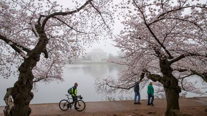 El Tidal Basin del Jefferson Memorial está rodeado de flores