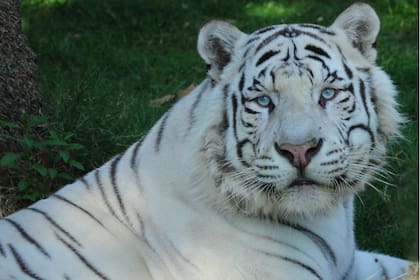 Un tigre blanco en los sueños hace referencia aun momento de serenidad