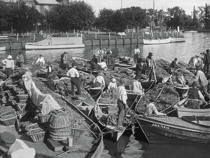 El Tigre. Cargamentos frutícolas provenientes de las islas del Delta, ca. 1930