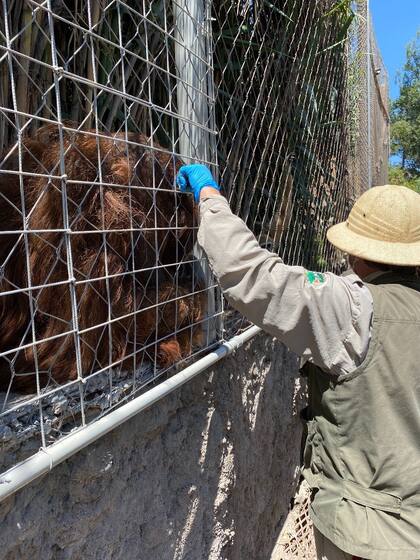 El tigre de Bengala Charly y el orangután Sandai fueron vacunados en el Buin Zoo. Fueron entrenandos para ser inoculados sin el uso de anestesia.