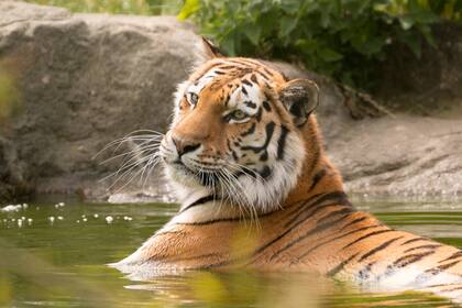 El tigre de Sumatra es una subespecie que se encuentra en peligro crítico de extinción