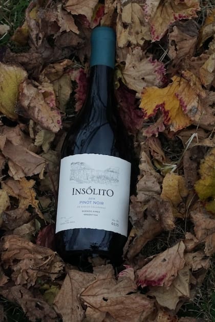 El tinto Insólito Pinot Noir (la añada de la foto, la 2019, no salió a la venta, fueron pocas botellas que quedaron dentro de la bodega)