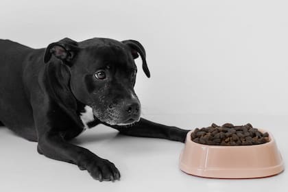 El tipo y calidad de alimento de los perros cambia mucho en el bolsillo