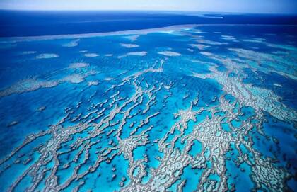 El tirángulo coralino tiene especies de hasta 30 millones de años de antigüedad. Esta resiliencia extraordinaria puede ayudar a explicar su gran diversidad.