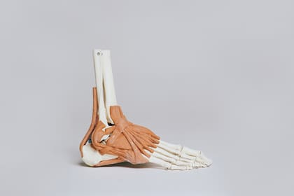 El tobillo está conformado por el extremo inferior de la tibia y el peroné hacia arriba y el astrágalo abajo, unidos por ligamentos articulares y atravesado por tendones y músculos.