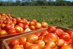 El inesperado boom del tomate: qué hay detrás de un crecimiento imparable