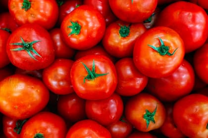 El tomate, clasificado botánicamente como fruta de la familia solanácea, aporta nutrientes esenciales con mínimo contenido calórico