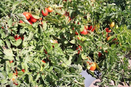 El tomate, como otros cultivos, disfruta de una gran diversidad morfológica y agronómica