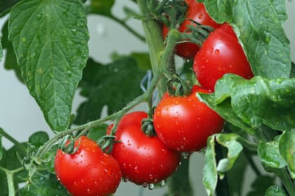 El tomate fue la primera fruta en aparecer en la lista de las 41 FVP. Créditos: Canva
