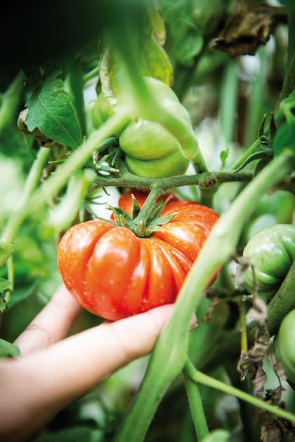 El tomate tiene un interesante valor nutritivo y un alto aporte de vitamina C y provitamina A. Los que han madurado en la planta tienen dosis más altas de esas sustancias