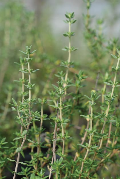 El tomillo es fácil de conseguir