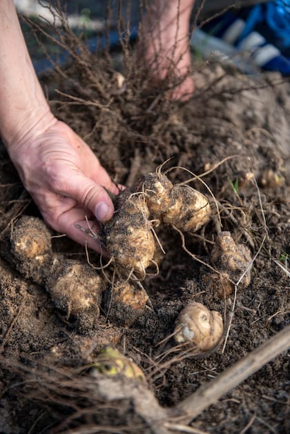 El topinambur es un tubérculo muy requerido hoy en día en la cocina