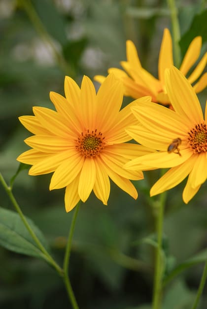 El Topinambur provee flores desde mediados del verano hasta el otoño, para sumar impacto de color.