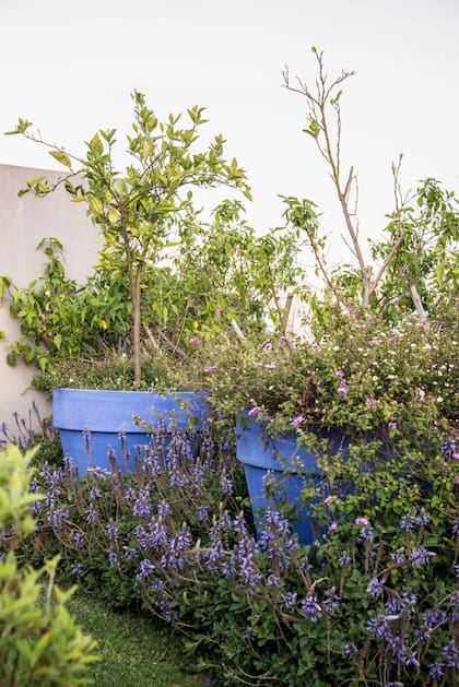 El toque de color puede estar en las flores o incluso en las macetas