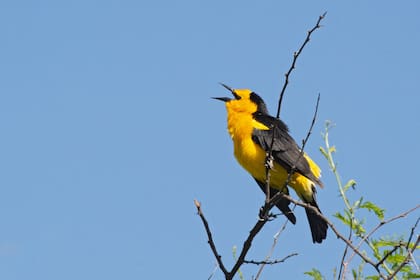 El tordo amarillo, dueño y señor de los pastizales argentinos.