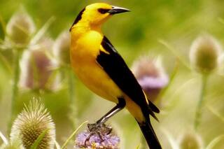 Internet. Si sos amante de la naturaleza, tenés que seguir estas cuentas