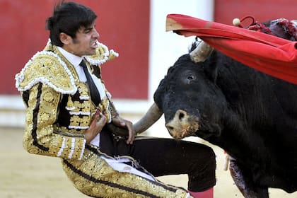El torero Miguel Ángel Perera es cogido por el toro que lo cornea en el estómago