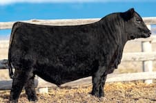 “Es un golazo”: el criador número uno del mundo pagó en Estados Unidos US$270.000 por la mitad de un toro con sangre argentina