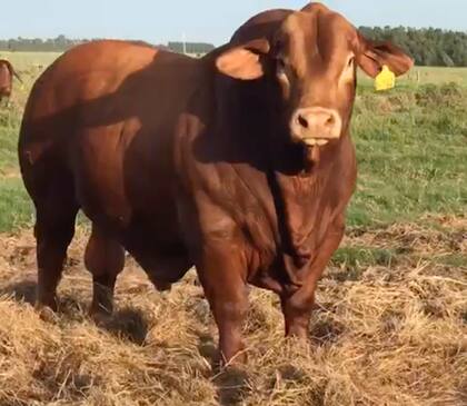 El toro Bolsonaro en el campo de la cabaña, antes de ir a la exposición donde resultó ser Gran Campeón