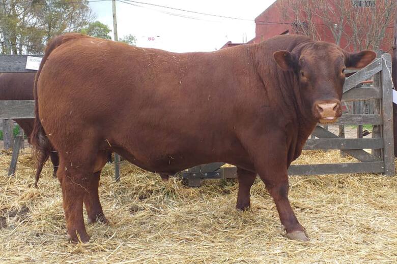 Capacitación: se viene un congreso de reproducción y genética bovina