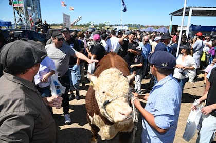 El toro de la raza Braford en el stand de Agricultura