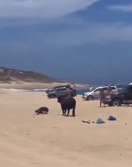 El toro embistió reiteradas veces a la mujer con sus cuernos