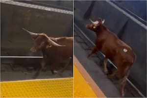 Un toro causó caos y demoras tras irrumpir en una estación de tren en Nueva Jersey