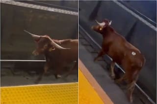 Un toro causó caos y demoras tras irrumpir en una estación de tren en Nueva Jersey