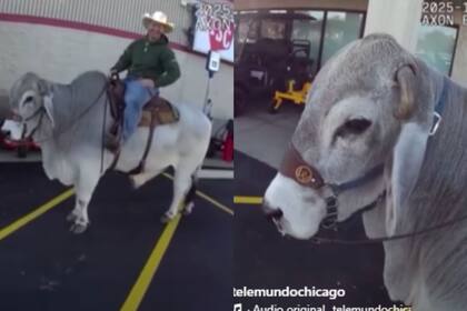 El toro llamado Gus se encontraba en el estacionamiento de un Walmart en Ohio (Instagram/@telemundochicago)